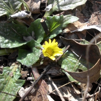 Cymbonotus sp. (preissianus or lawsonianus) (Bears Ears) at Majura, ACT - 10 Aug 2015 by SilkeSma