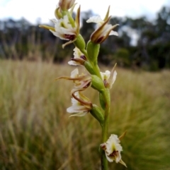 Prasophyllum viriosum (Stocky leek orchid) at Tennent, ACT - 14 Mar 2012 by EmmaCook
