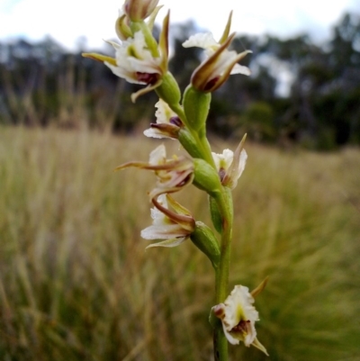 Paraprasophyllum viriosum (Stocky leek orchid) at Tennent, ACT - 15 Mar 2012 by EmmaCook