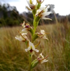 Paraprasophyllum viriosum at Tennent, ACT - 15 Mar 2012