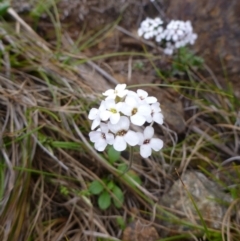 Drabastrum alpestre (Mountain Cress) at Bullen Range - 29 Aug 2012 by EmmaCook