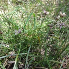 Laxmannia gracilis (Slender Wire Lily) at O'Connor, ACT - 12 Jan 2012 by EmmaCook