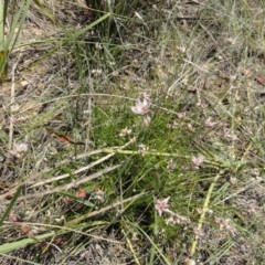 Laxmannia gracilis at O'Connor, ACT - 13 Jan 2012 12:00 AM