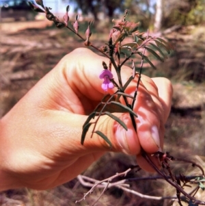 Indigofera australis subsp. australis at Crace, ACT - 25 Oct 2013