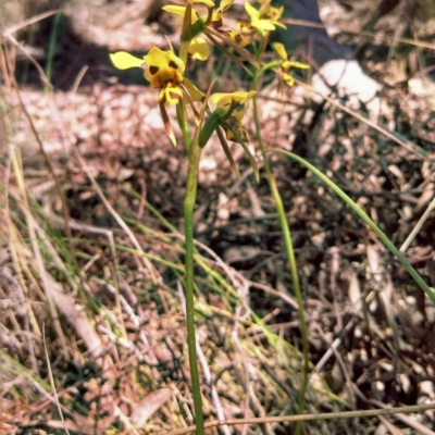 Diuris sulphurea (Tiger Orchid) at Crace, ACT - 24 Oct 2013 by EmmaCook