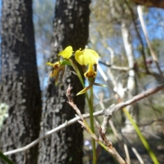 Diuris sulphurea (Tiger Orchid) at Theodore, ACT - 30 Oct 2013 by EmmaCook