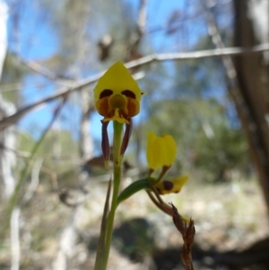 Diuris sulphurea at Theodore, ACT - 30 Oct 2013