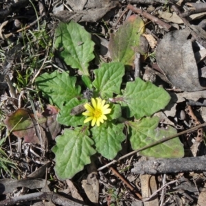 Cymbonotus sp. (preissianus or lawsonianus) at O'Malley, ACT - 10 Aug 2015 12:02 PM