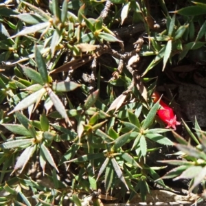 Styphelia humifusum at O'Malley, ACT - 10 Aug 2015 12:10 PM