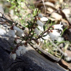 Cryptandra amara (Bitter Cryptandra) at Mount Mugga Mugga - 10 Aug 2015 by galah681