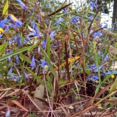 Stypandra glauca (Nodding Blue Lily) at Farrer Ridge - 29 Oct 2013 by EmmaCook