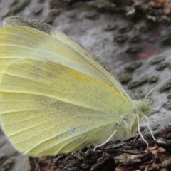 Pieris rapae (Cabbage White) at Tharwa, ACT - 9 Apr 2014 by michaelb