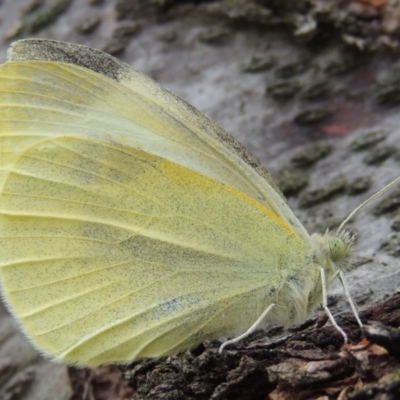 Pieris rapae (Cabbage White) at Point Hut to Tharwa - 9 Apr 2014 by michaelb