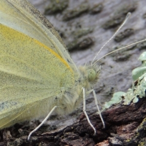 Pieris rapae at Tharwa, ACT - 9 Apr 2014 10:26 AM