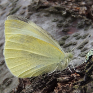 Pieris rapae at Tharwa, ACT - 9 Apr 2014 10:26 AM