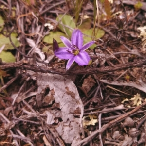 Thysanotus patersonii at Majura, ACT - 24 Sep 2014 12:00 AM