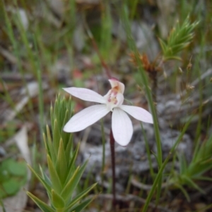 Caladenia fuscata at Majura, ACT - 24 Sep 2014