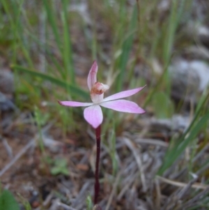 Caladenia fuscata at Majura, ACT - suppressed