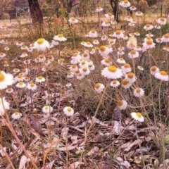 Leucochrysum albicans subsp. tricolor (Hoary Sunray) at Tuggeranong DC, ACT - 10 Oct 2013 by EmmaCook