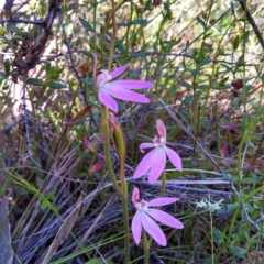 Caladenia carnea (Pink Fingers) at Kambah, ACT - 22 Oct 2014 by EmmaCook