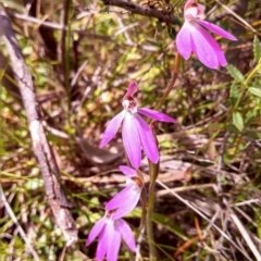 Caladenia carnea at Kambah, ACT - 22 Oct 2014