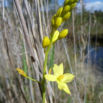 Bulbine glauca (Rock Lily) at Pine Island to Point Hut - 28 Oct 2013 by EmmaCook