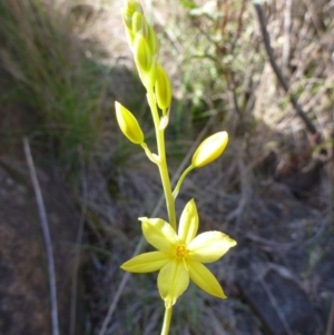 Bulbine glauca at Greenway, ACT - 28 Oct 2013