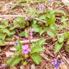 Viola betonicifolia (Mountain Violet) at Farrer Ridge - 28 Oct 2013 by EmmaCook