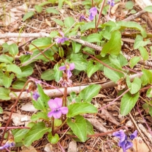 Viola betonicifolia at Farrer Ridge - 29 Oct 2013 12:00 AM