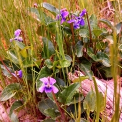 Viola betonicifolia at Farrer Ridge - 29 Oct 2013 12:00 AM