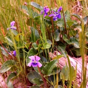 Viola betonicifolia at Farrer Ridge - 29 Oct 2013