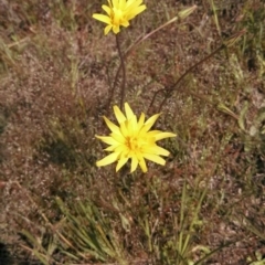 Microseris walteri (Yam Daisy, Murnong) at Kambah, ACT - 22 Oct 2014 by EmmaCook