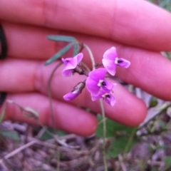 Glycine clandestina (Twining Glycine) at Kambah, ACT - 22 Oct 2014 by EmmaCook