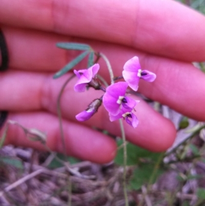 Glycine clandestina (Twining Glycine) at Kambah, ACT - 22 Oct 2014 by EmmaCook