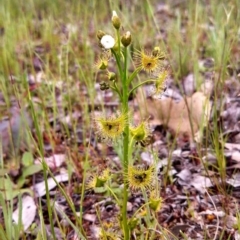 Drosera gunniana (Pale Sundew) at Majura, ACT - 24 Sep 2014 by EmmaCook