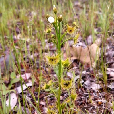 Drosera gunniana (Pale Sundew) at Majura, ACT - 23 Sep 2014 by EmmaCook