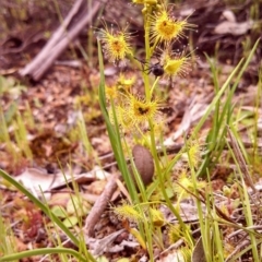 Drosera gunniana at Majura, ACT - 24 Sep 2014