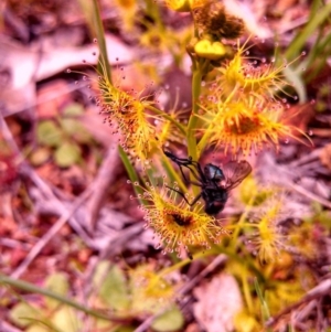 Drosera gunniana at Majura, ACT - 24 Sep 2014 12:00 AM