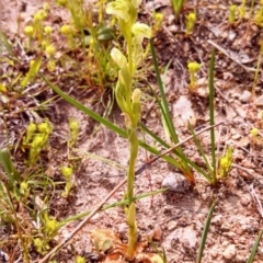 Hymenochilus cycnocephalus (Swan greenhood) at Wanniassa Hill - 9 Oct 2014 by EmmaCook