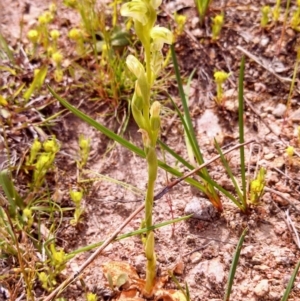 Hymenochilus cycnocephalus at Wanniassa Hill - suppressed