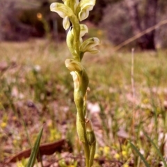 Hymenochilus cycnocephalus at Wanniassa Hill - suppressed