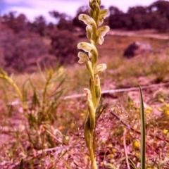 Hymenochilus cycnocephalus at Wanniassa Hill - 10 Oct 2014