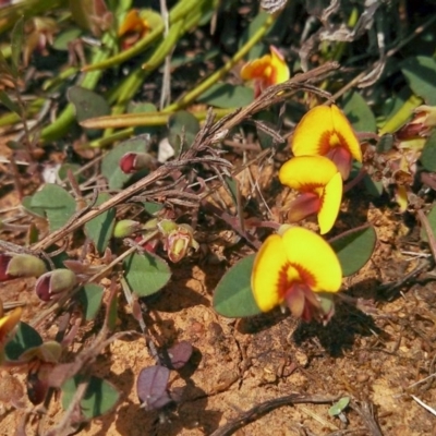 Bossiaea prostrata (Creeping Bossiaea) at Mitchell, ACT - 26 Sep 2014 by EmmaCook