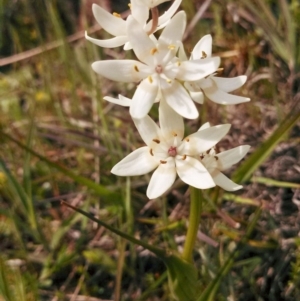 Wurmbea dioica subsp. dioica at Majura, ACT - 26 Sep 2014 12:00 AM