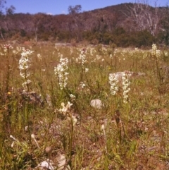 Stackhousia monogyna (Creamy Candles) at Majura, ACT - 2 Oct 2014 by EmmaCook