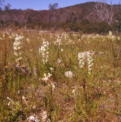 Stackhousia monogyna (Creamy Candles) at Majura, ACT - 3 Oct 2014 by EmmaCook