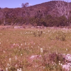 Stackhousia monogyna at Majura, ACT - 3 Oct 2014 12:00 AM