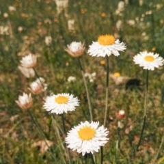 Leucochrysum albicans subsp. tricolor (Hoary Sunray) at Majura, ACT - 2 Oct 2014 by EmmaCook