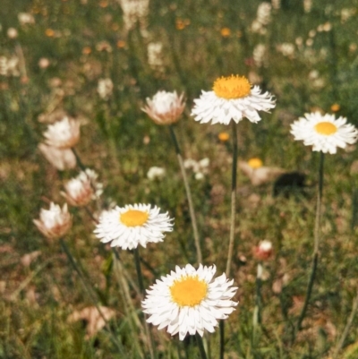 Leucochrysum albicans subsp. tricolor (Hoary Sunray) at Majura, ACT - 3 Oct 2014 by EmmaCook