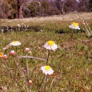 Leucochrysum albicans subsp. tricolor at Majura, ACT - 3 Oct 2014 12:00 AM